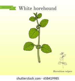 White horehound (Marrubium vulgare), medicinal plant. Hand drawn botanical vector illustrati