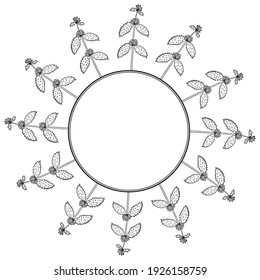 White horehound in sketch style, medicinal plant. Marrubium vulgare, hand drawn doodle illustration. Frame or border.