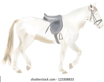a white horse