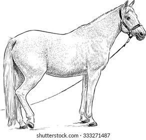 white horse