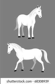 White horse