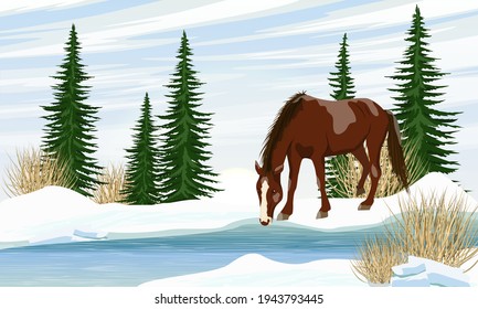 The white horse Equus ferus caballus bent over a spring stream. River bank with melting snow, dry grass and tall green spruce trees. Wild and farm horses. Realistic spring vector landscape