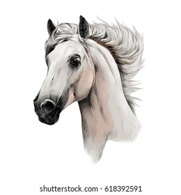 the white horse head profile sketch vector chart color picture