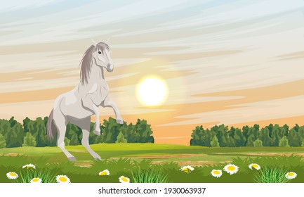 The white horse reared up. Grass field in daisies. Equus ferus caballus. Wild and farm horses. Realistic vector landscape