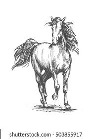 White Horse Running Free Gait. Wild Mustang Stallion Walks Against Wind With Waving Mane And Tail. Vector Sketch Portrait