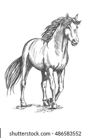 White horse standing and resting with front hoof lifted up. Pencil sketch portrait. Powerful beautiful pedigree mustang with proud glance