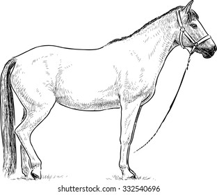 white horse stands