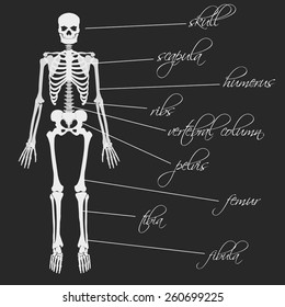white human bones skeleton with description eps10