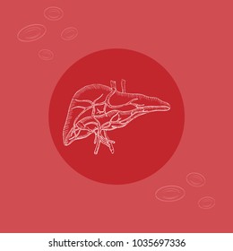 White Human  Liver on Round Substrate Placed on the Color Background with Simplified Red Blood Cells. Human Anatomy Vector.