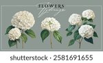 White hydrangea flowers isolated on a grey background. Vintage painting style illustration.