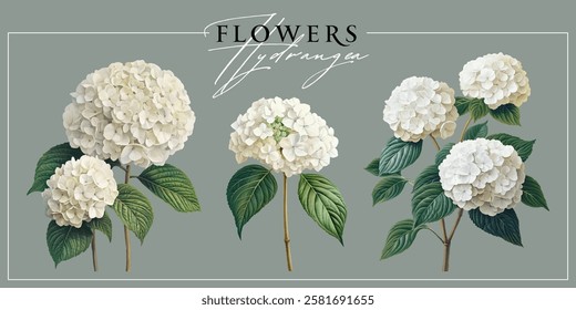 White hydrangea flowers isolated on a grey background. Vintage painting style illustration.