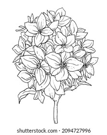 White hydrangea hortensia tropical flower blossom. Isolated vector botanical bouquet: retro vintage, hand drawn, black and white, outline. For wedding invitation, print card, tattoo. Illustration.