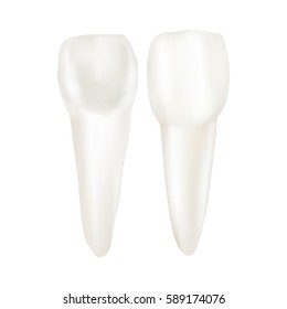 White incisors. Made with gradient mesh. Vector illustration.