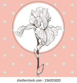 white iris