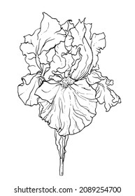 White iris flower blossom. Isolated vector botanical illustration bouquet: retro, vintage, hand drawn, black and white, outline. For wedding invitation, card, print, tattoo. Japanese style.