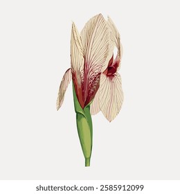 White iris flower, isolated vector element.