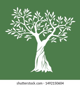 White Isolated Olive Tree on green background. Vector Illustration and concept. Plant in garden.
