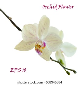 White isolated orchid flower. Photo realistic botanical vector illustration
