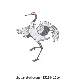 White Japanese crane dancing with one lifted leg, side view of hand drawn painting of asian bird standing with open wings, element of asian culture - vector illustration isolated on white background