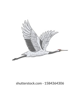 White Japanese crane flying away, beautiful hand drawn migrating bird on air during flight with wide wingspan and open wings, asian style vector illustration isolated on white background