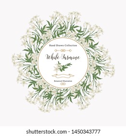White jasmine background, Jasminum officinale flowers and leaves. Medical plants hand drawn. Vector botanical illustration.