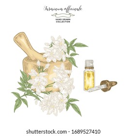 White jasmine branch with flowers and leaves. Hand drawn Jasminum officinale plant with mortar and glass bottle of oil. Vector illustration botanical. Colorful engraving style.