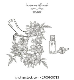 White jasmine branch with flowers and leaves. Hand drawn Jasminum officinale plant with mortar and glass bottle of oil. Vector illustration botanical. Engraving style.