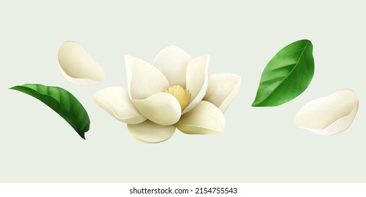 White jasmine drawings including flower bud, fresh leaves and petals. Floral elements isolated on light green background. Suitable for cosmetic or wedding decoration.