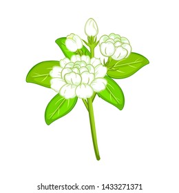 White Jasmine Flower and Leaves  white background