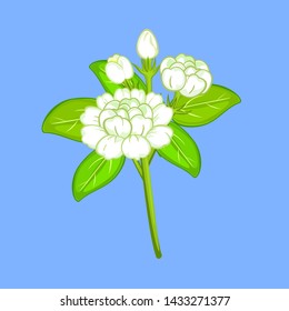 White Jasmine Flower and Leaves  blue background