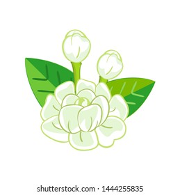 White Jasmine Flower on white background