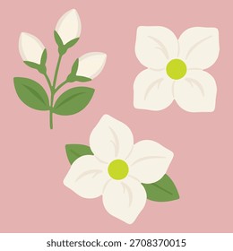 White jasmine flower vector illustration with green leaves on pink background.