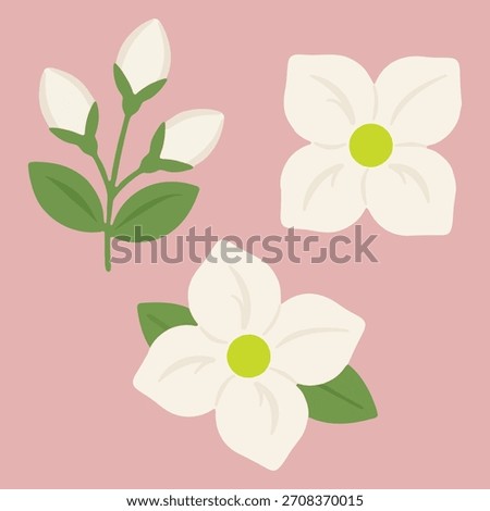 White jasmine flower vector illustration with green leaves on pink background.
