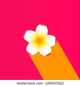 white jasmine flower with yellow centre with yellow shadow on pink background. Vector illustration.