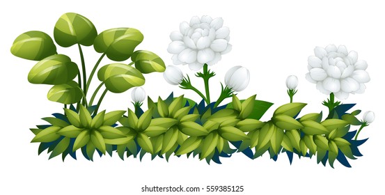 White jasmine flowers in the bush illustration