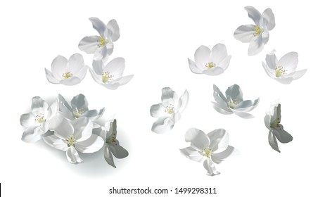 White jasmine flowers perfect realistic vector illustration. Flowers flying, falling and lying in heap with detailed yellow stamens and shadow, isolated on white background, set of design elements
