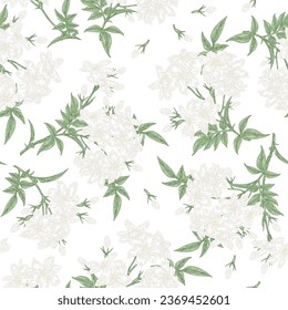 Flores de jazmín blancas sin costura. Flores de la planta de Jasminum officinale aisladas en blanco. Ilustración vectorial botánica. Estilo vintage dibujado a mano.