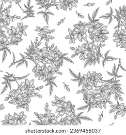 White jasmine flowers seamless pattern. Flowers of Jasminum officinale plant isolated on white. Vector illustration botanical. Hand drawn engraving style.