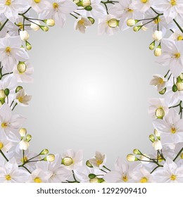 White Jasmine Flowers Vector Frame Template