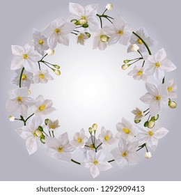 White Jasmine Flowers Vector Frame Template