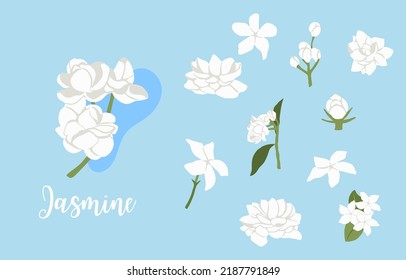 objeto jazmín blanco sobre fondo azul
