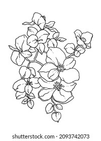 White Jasmine spring flower blossom. Isolated botanical exotic bouquet: retro vintage, hand drawn, black and white, outline. For wedding invitation, print card, tattoo sketch. Vector illustration.