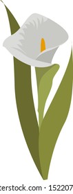 White kala, illustration, vector on white background.