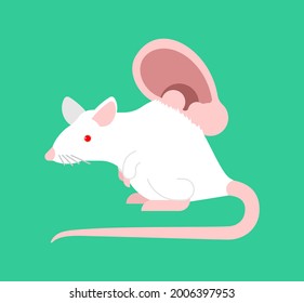 White laboratory mouse and human ear. Laboratory research organ cultivation on races