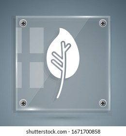 White Leaf icon isolated on grey background. Leaves sign. Fresh natural product symbol. Square glass panels. Vector Illustration