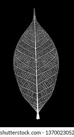 white leaf with veined on black background, vector graphic monochrome illustration