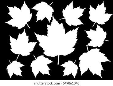 White leaves