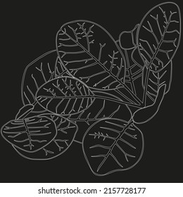 White leaves on a black background. Vector graphics, image of leaves, branch with leaves.