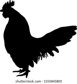 White leghorn rooster vector illustration.