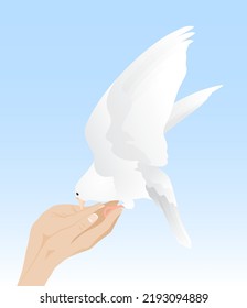 A white light dove symbol of peace with spread wings eats from a woman's hands against a blue sky. Vector illustration